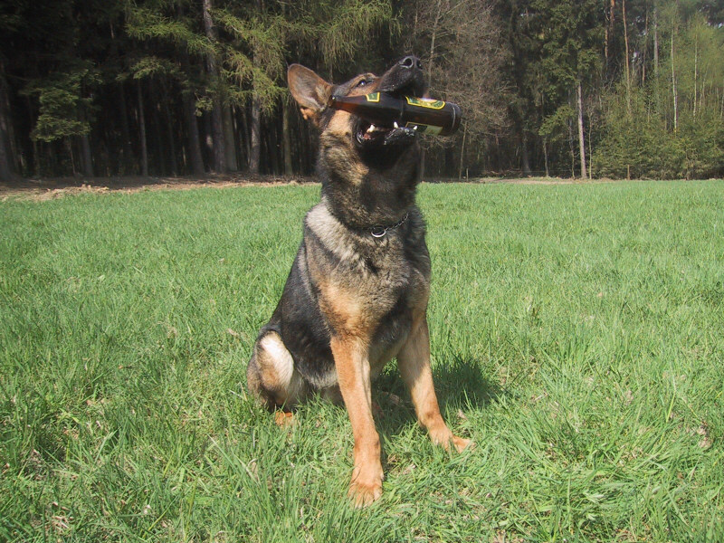 German Shepherd