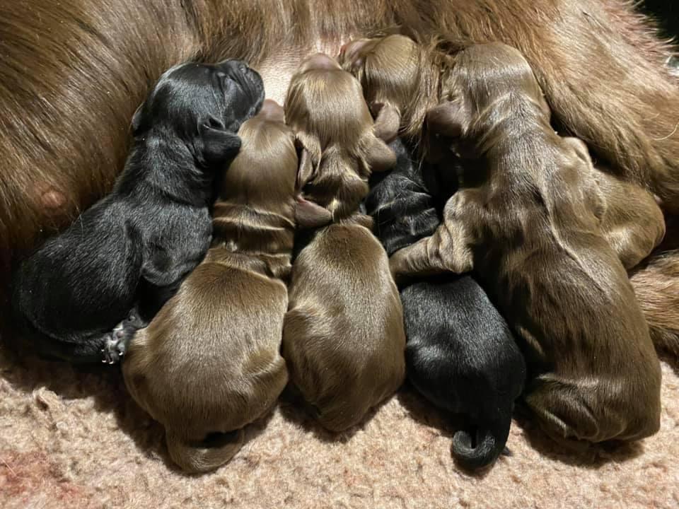 Cocker Pups