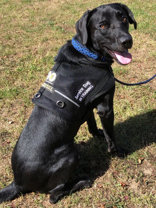 DAAD Medical Alert Dogs